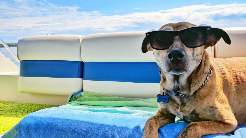 Summer-Month’s-Day-Trips-with-Your-Beloved-Dog-on-lightroom-news