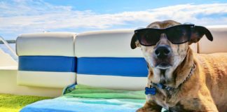 Summer-Month’s-Day-Trips-with-Your-Beloved-Dog-on-lightroom-news