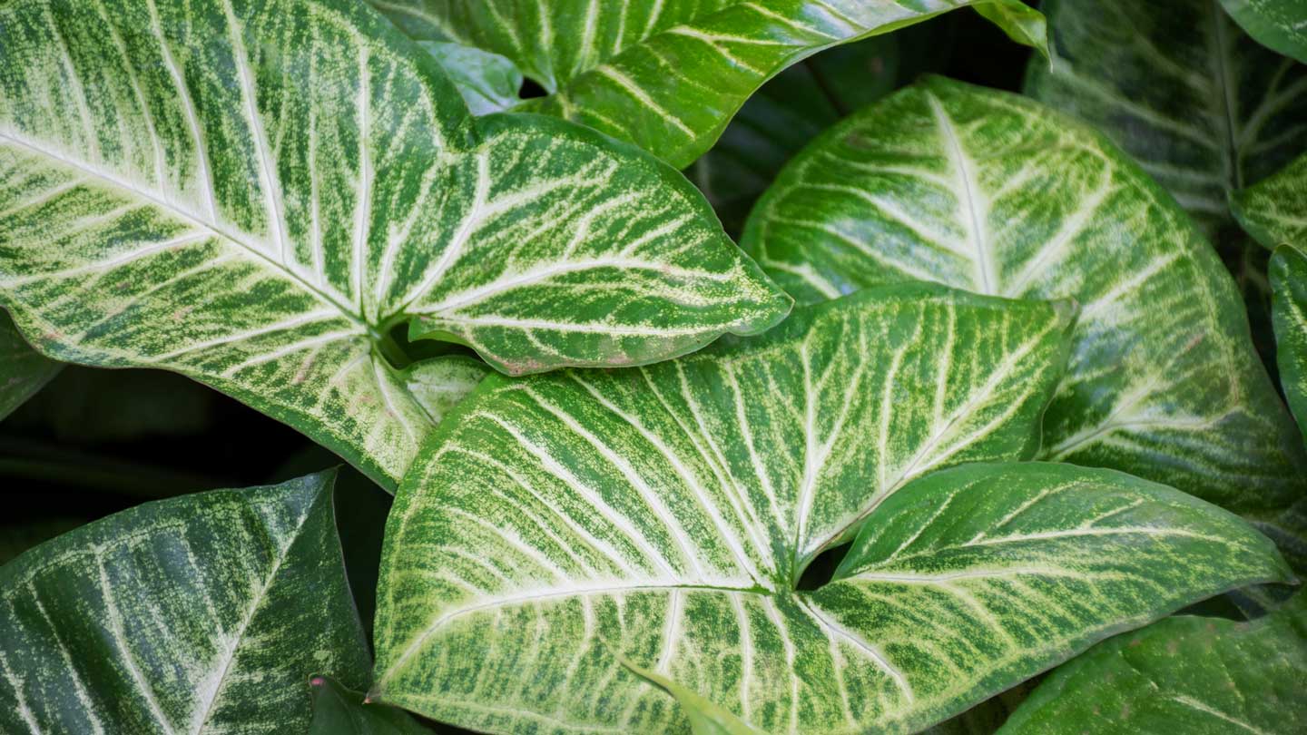 Elephant-Ear-Plants-Majestic-Beauties-For-Your-Green-Oasis-on-lightroom